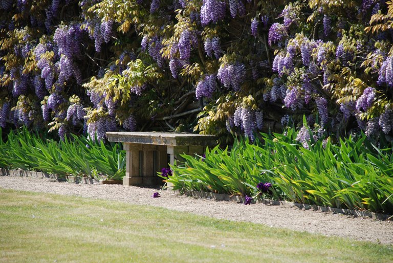 Wisteria at Loseley Park