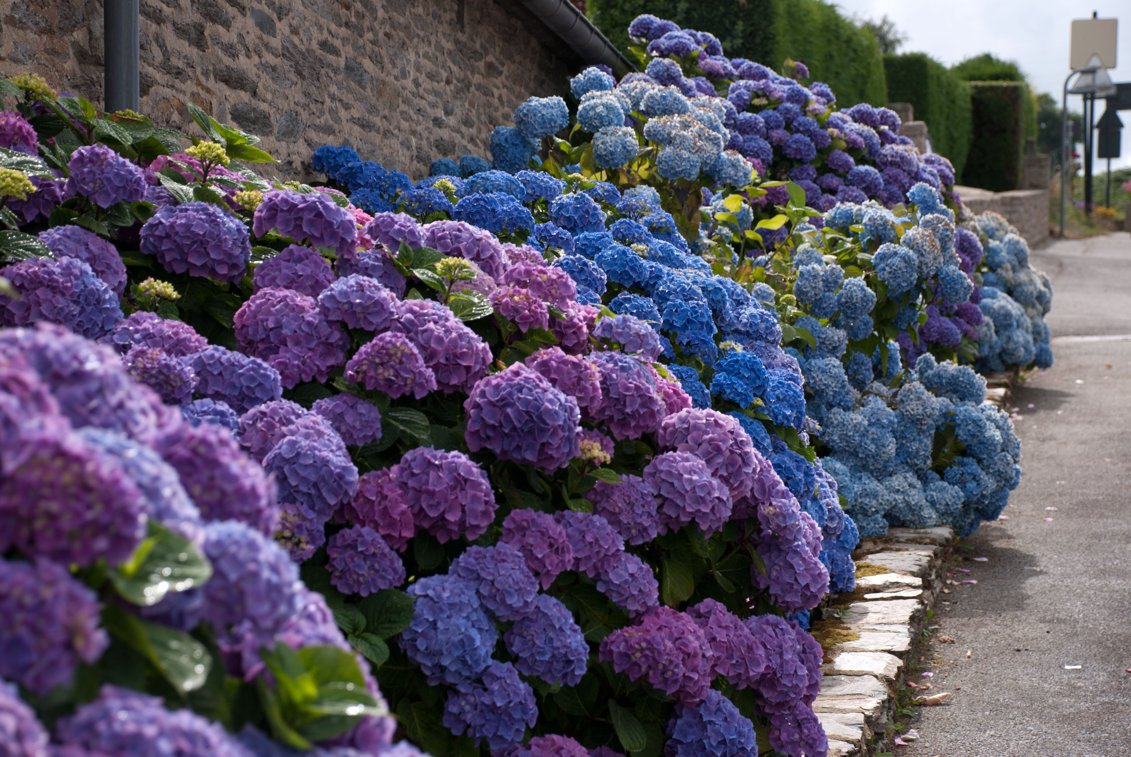  in Bloom: Magnificent Blue Hydrangeas  Lisa Cox Garden Designs Blog