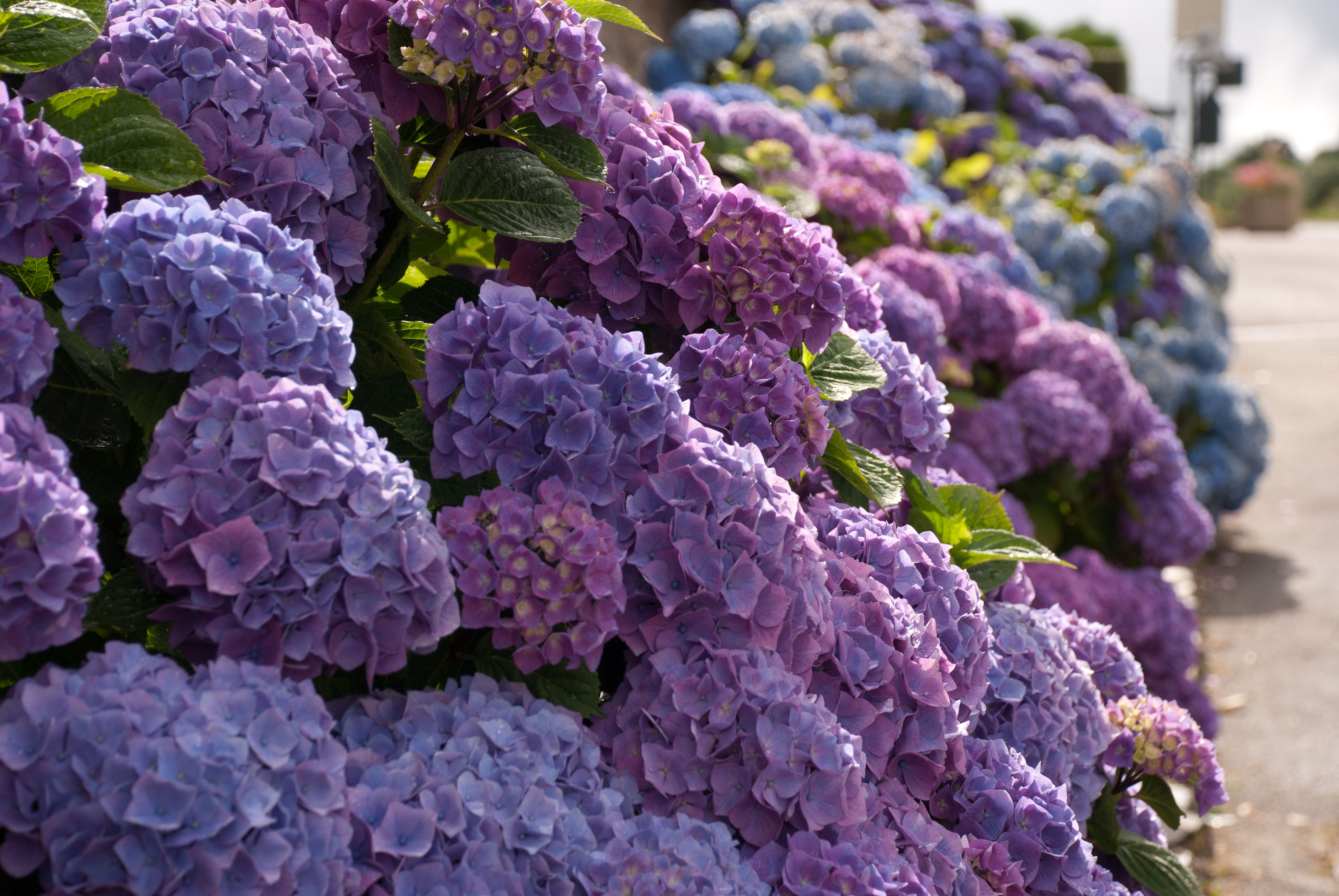  common types of hydrangea, it has a mophead of individual flowers