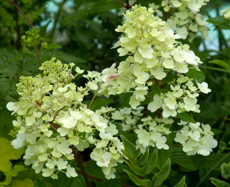 Another shrub variety of hydrangea is Hydrangea paniculata. Its name 