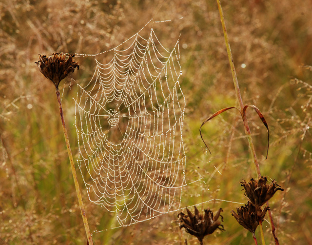 Spider's web Lisa Cox Garden Designs