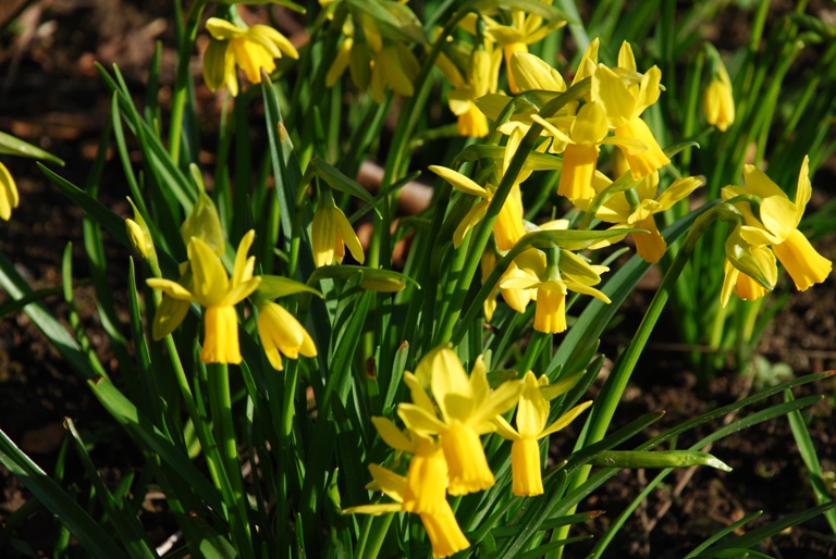 Early narcissus at Wisley