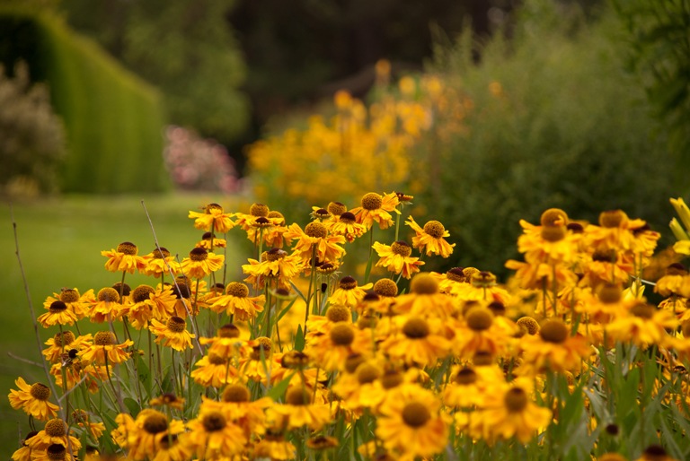 Helenium at Saville Garden 2