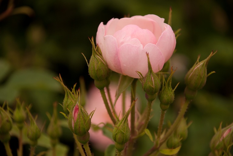 rose at saville garden