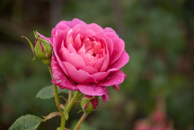 10 Roses still going strong at RHS garden Wisley | Lisa Cox Garden ...