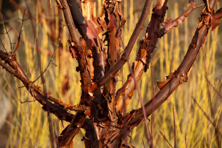 Acer griseum bark