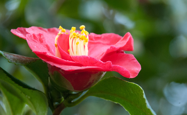 Garden Flowers Camellia sasanqua a winter flowering gem