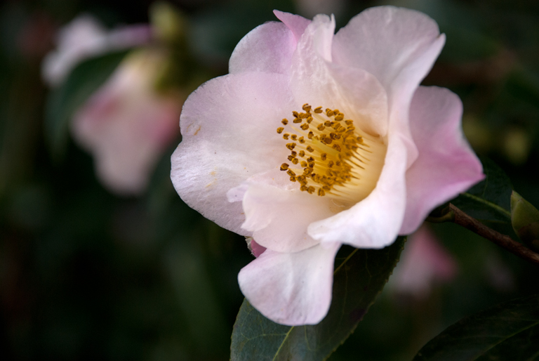 Camellia sasanqua - while-pale pink