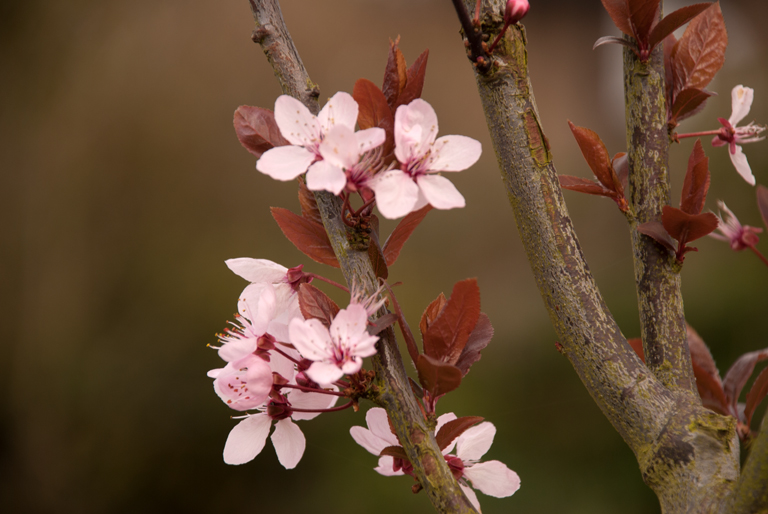 Prunus cerasifera 'Nigra' | Lisa Cox Garden Designs Blog