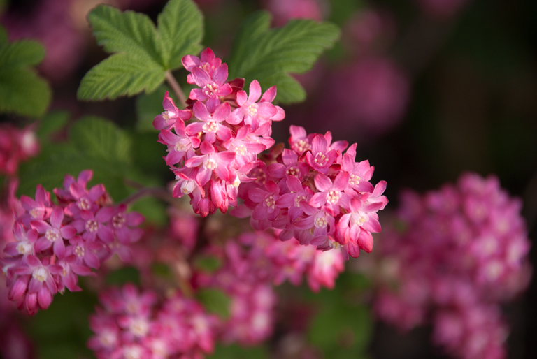 Spring Flowering Shrub Lisa Cox Garden Designs Blog