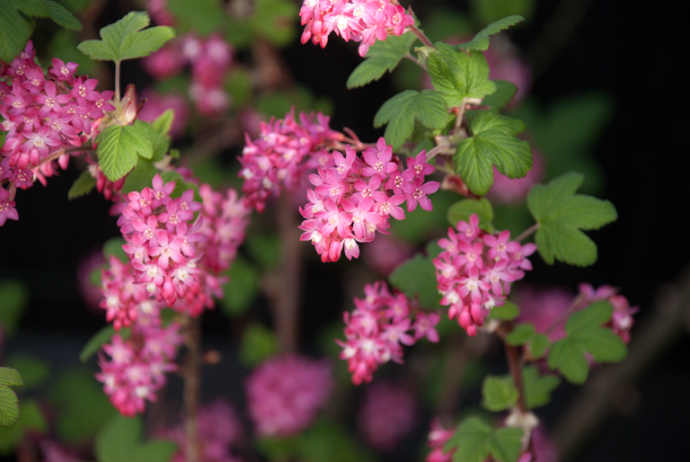 Garden Flowers: Ribes sanguinium, the flowering currant ...