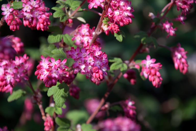 Garden Flowers: Ribes sanguinium, the flowering currant ...