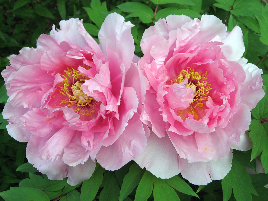 purple tree peonies