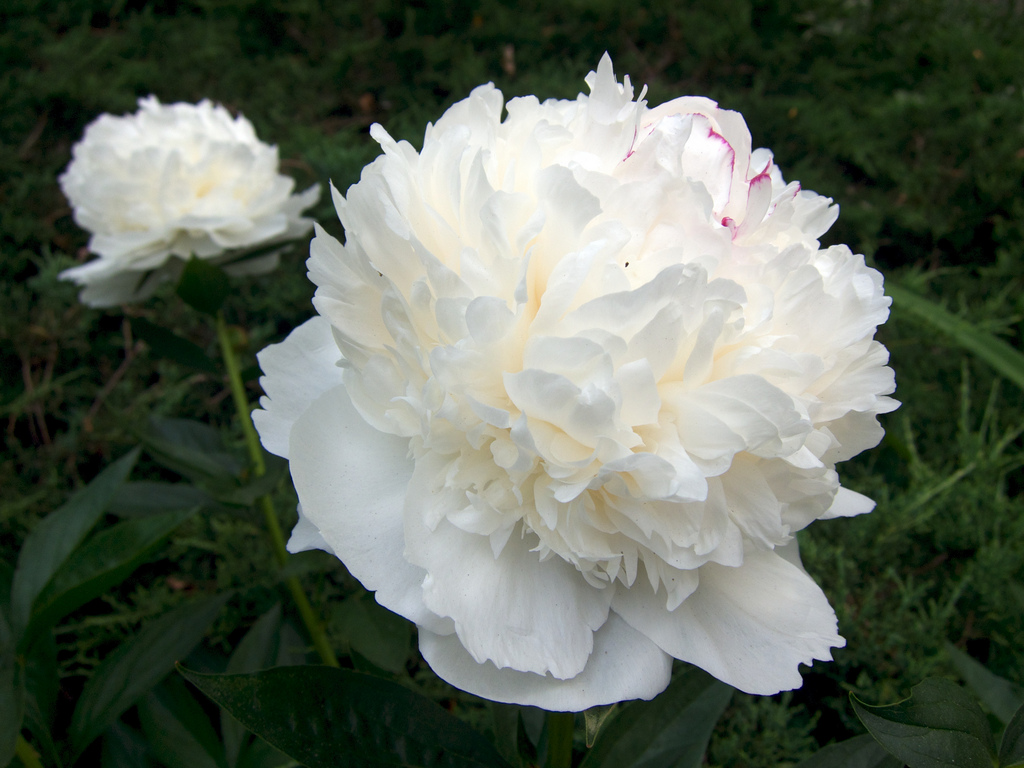 Peony | Lisa Cox Garden Designs Blog