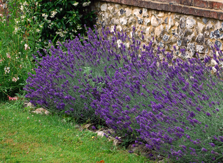 Lavender by old flint wall at Cherkley Court