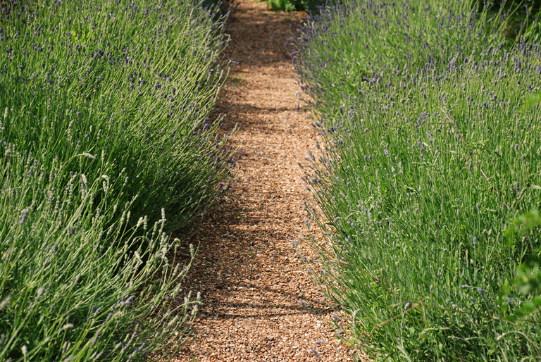 Lavender hedges at the Chelsea Physic Garden