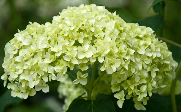 Three Dogs In A Garden The New Dwarf Hydrangeas