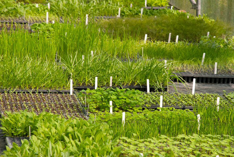 Seed trays & plug plants at Orchard Dene Nursery