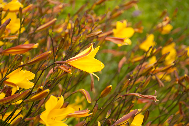 Yellow day lilies at Loseley Park hemerocallis