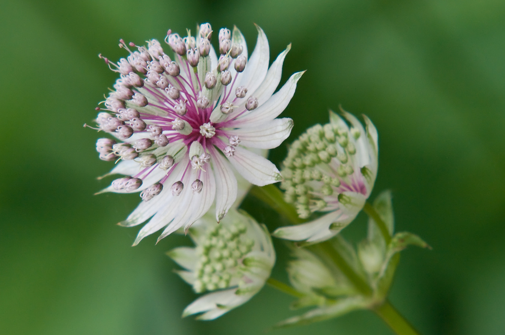 Beautiful Astrantia major | Lisa Cox Garden Designs Blog