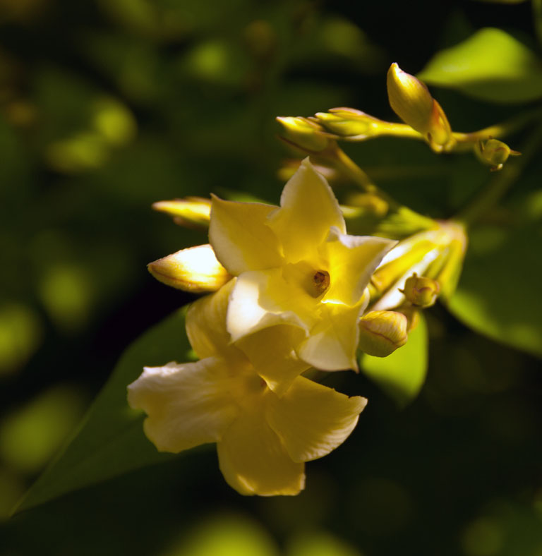 Jasminum officinale 'Clotted Cream'