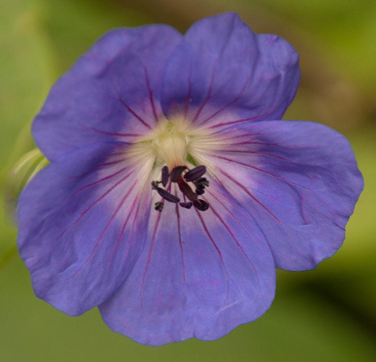 Long flowering perennials | Lisa Cox Garden Designs Blog