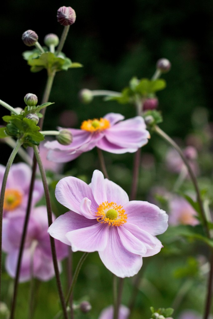 Anemone 'honorine Jobert' 