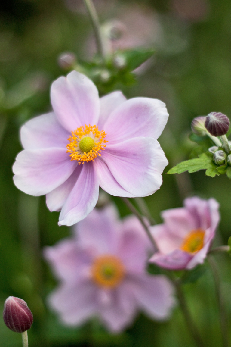 Garden flowers : Dainty Japanese Anemones... | Lisa Cox ...