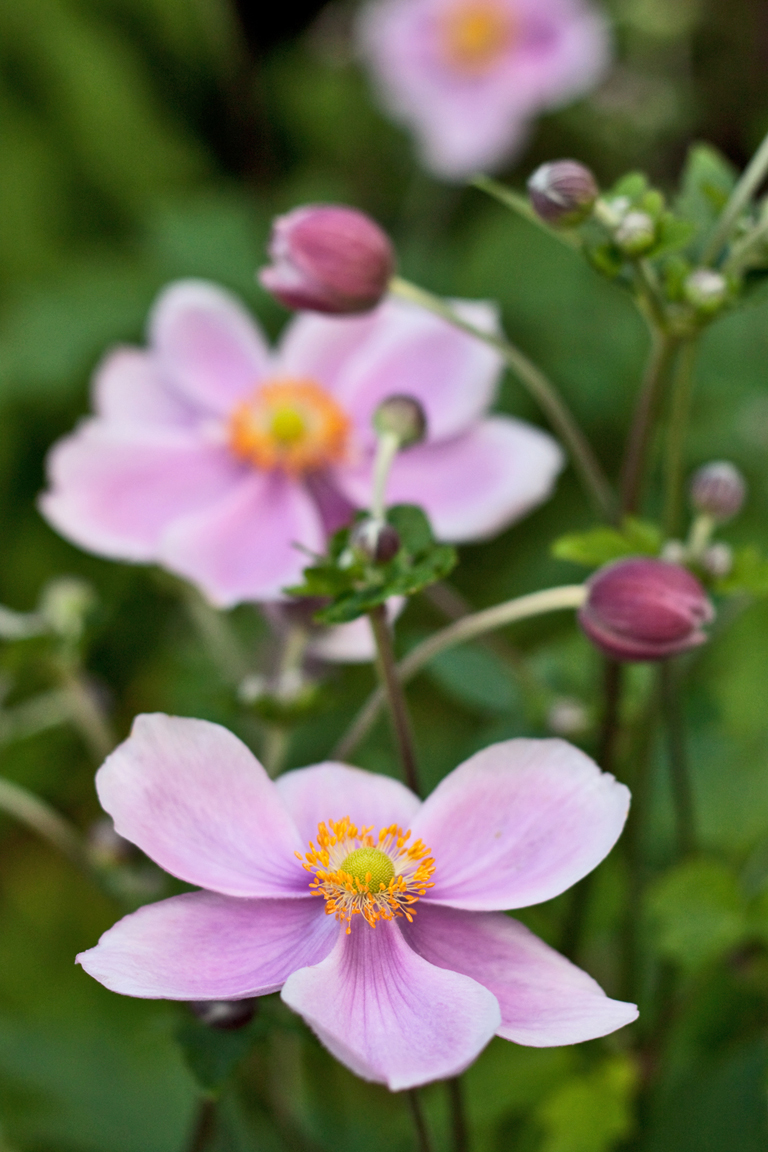 Garden flowers Dainty Japanese Anemones... Lisa Cox