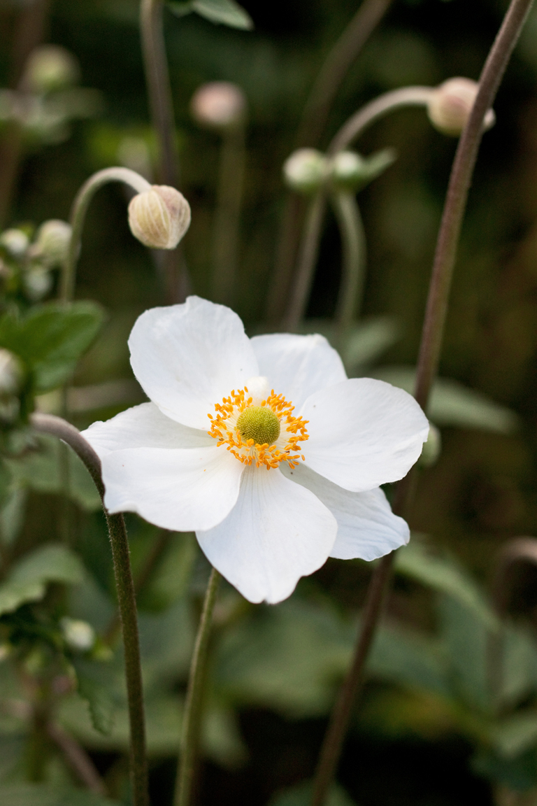 Garden flowers Dainty Japanese Anemones... Lisa Cox