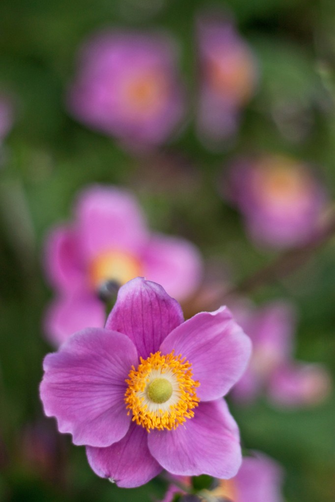 Anemone 'Honorine Jobert' | Lisa Cox Garden Designs Blog