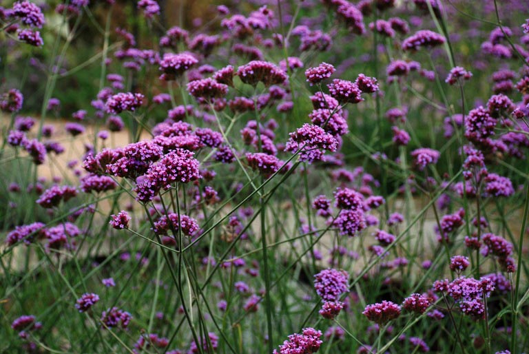 Perennials For Sunny Borders Lisa Cox Garden Designs Blog