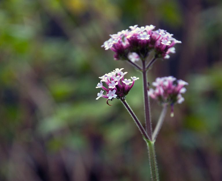 tall long flowering perennials « Lisa Cox Garden Designs Blog