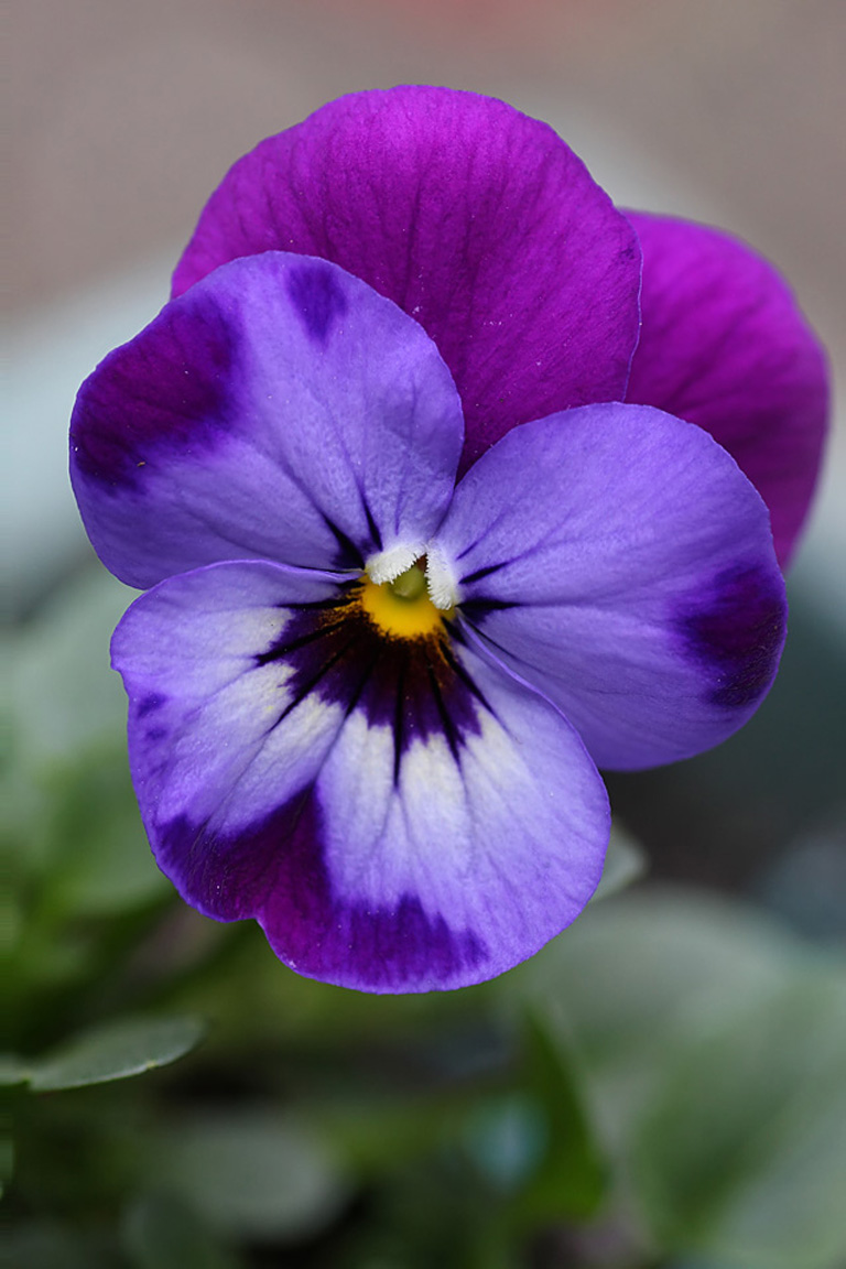 Garden Flowers: Violas…such dainty winter blooms | Lisa Cox Garden