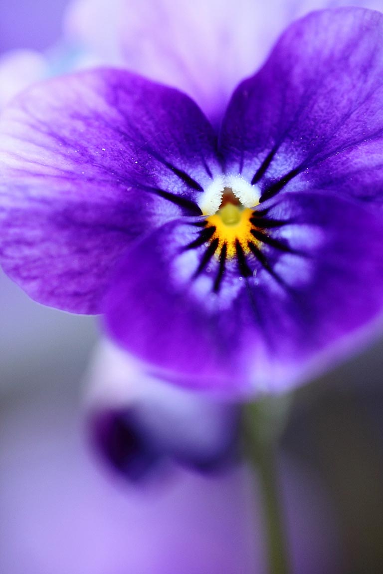 Garden Flowers: Violas…such dainty winter blooms | Lisa ...
