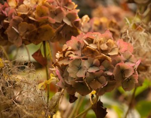 Autumn Warmth At RHS Garden Wisley | Lisa Cox Garden Designs Blog