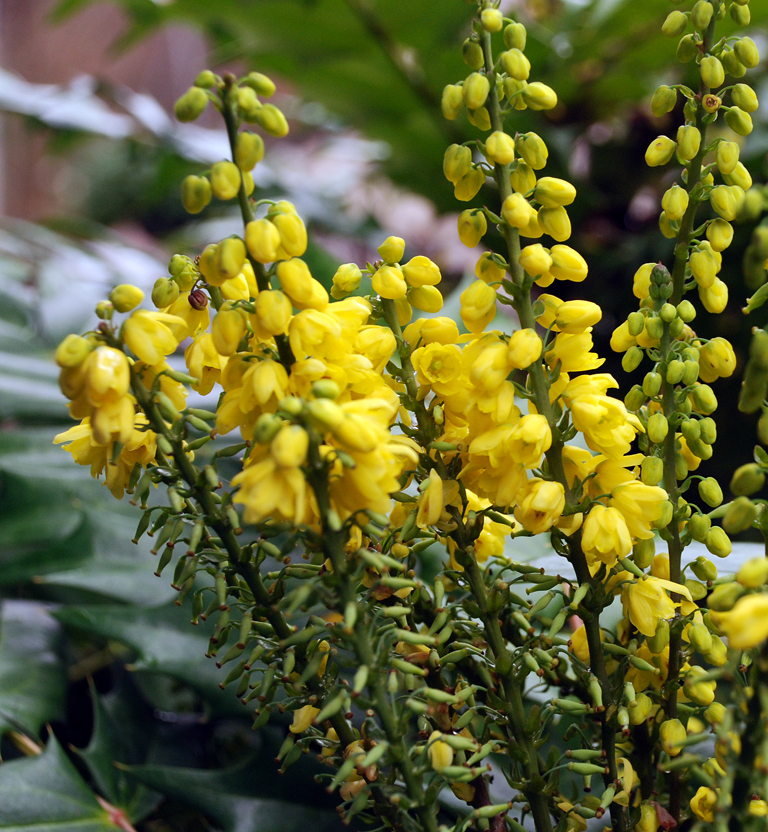 Nandina domestica 'Firepower' Ligustrum 'Lemon | Lisa Cox ...