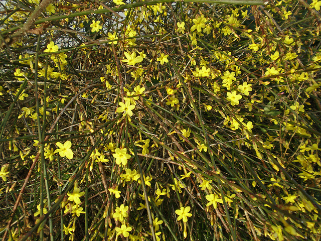 shrubs with yellow flowers | Lisa Cox Garden Designs Blog