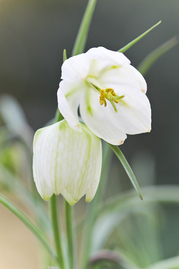 Fritillaria meleagris by Jessica Keating Photography