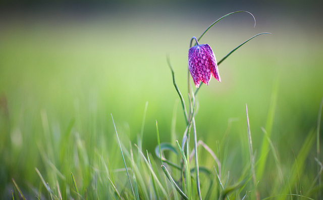 Fritillaria meleagris by Ulf Bodin on Flickr (2)