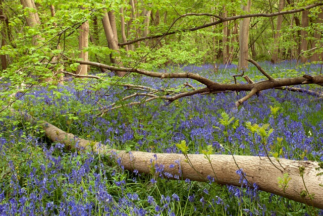 Bluebells in Kent by Lisa Cox