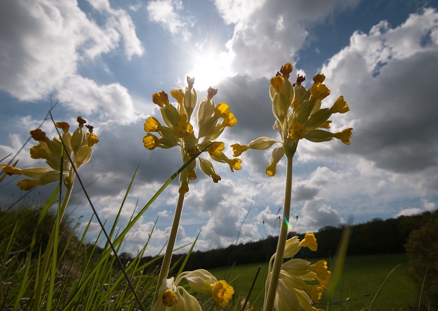 Cowslips taken with wide angle lense Lisa Cox Garden Designs