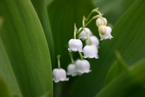 Garden Flowers: The exquisitely scented lily of the valley… | Lisa Cox ...