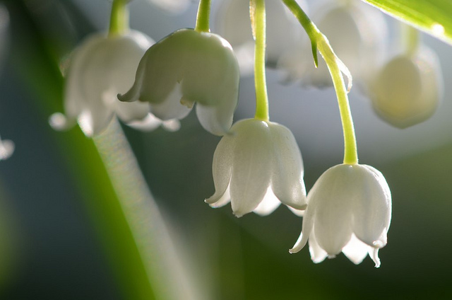 Lily of the Valley Flickr image by kalexanderson