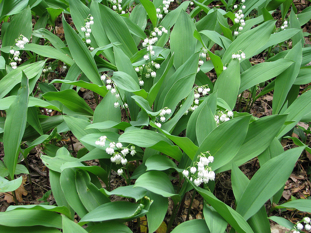 Lily of the Valley Flickr image by peganum