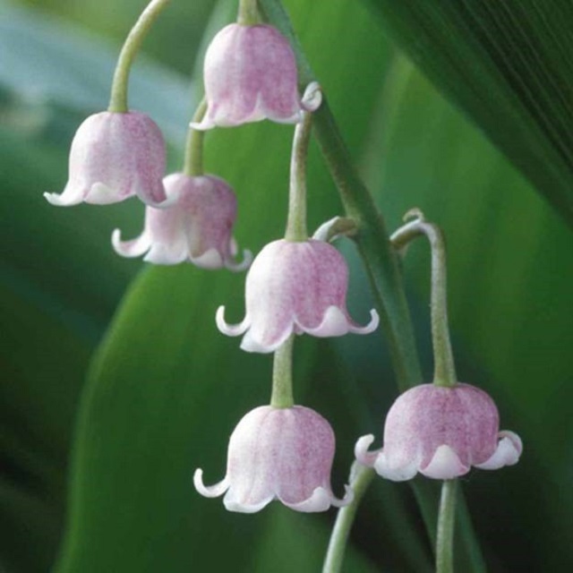 Garden Flowers The exquisitely scented lily of the valley