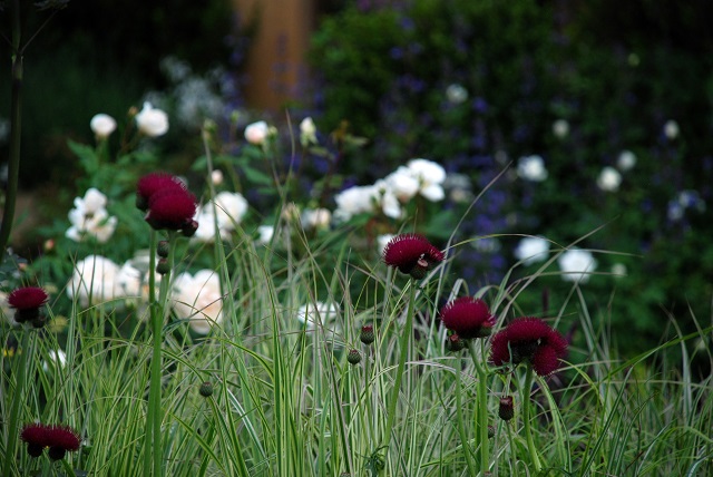 M&G Garden planting at Chelsea 2013