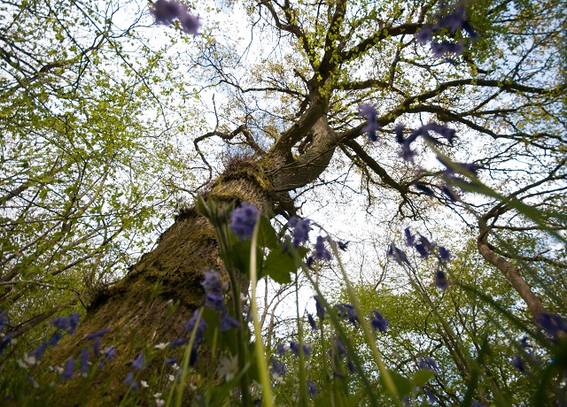 Oak tree from the wood floor taken with wide angle lense by Lisa Cox