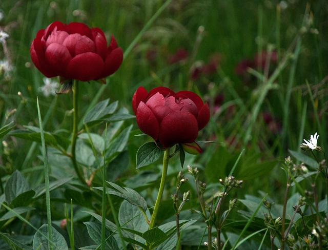 Peony Buckeye Belle The Telegraph Garden Chelsea 2013