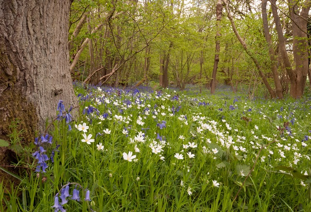 Wild bluebells and wood anemones in Kent by Lisa Cox
